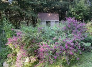 Bush clover