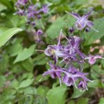 Epimedium 'lilafee'