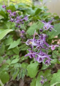 Epimedium 'lilafee'