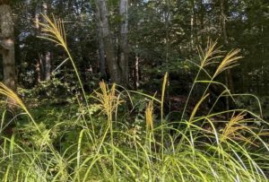 ornamental grass