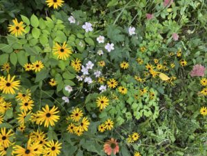 mixed garden border