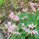 Epimedium 'Pretty in Pink'