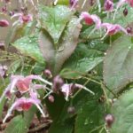 Epimedium 'Pretty in Pink'