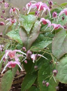 Epimedium 'Pretty in Pink'