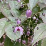 Epimedium 'lilafee'