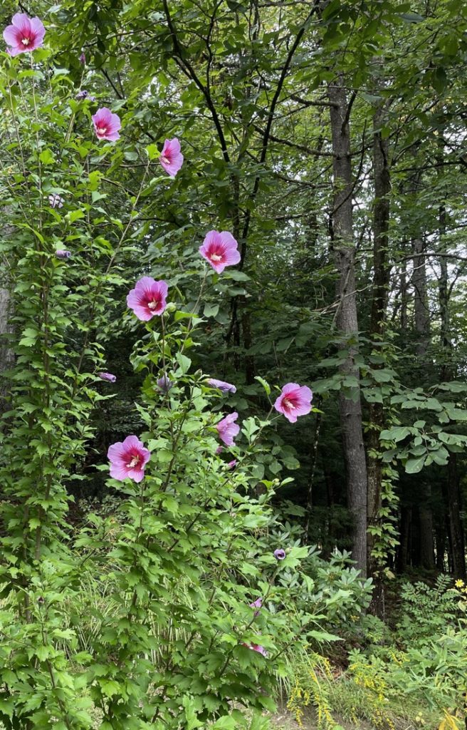 Rose of sharon