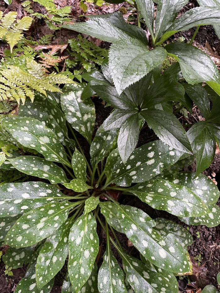 Pulmonaria