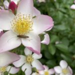 Brachyleptura rubrica/Flower Longhorn beetle on rose