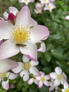 Brachyleptura rubrica/Flower Longhorn beetle on rose