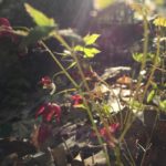 Epimedium × rubrum (red epimedium)