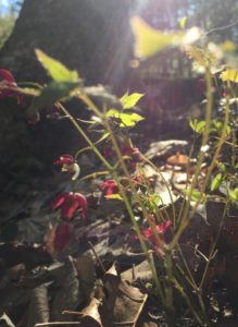 Epimedium × rubrum (red epimedium)