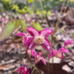 Epimedium × rubrum (red epimedium)