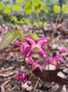 Epimedium × rubrum (red epimedium)