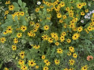 black eyed susans