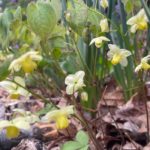 Epimedium 'Frohnleiten'