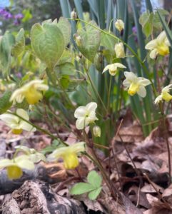 Epimedium 'Frohnleiten'