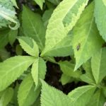 Possible gold-backed snipe fly on Japanese Shrub Mint