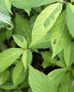 Possible gold-backed snipe fly on Japanese Shrub Mint