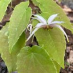 Epimedium 'Space Invaders'