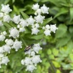 Longhorn beetle on Valerian