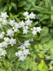 Longhorn beetle on Valerian