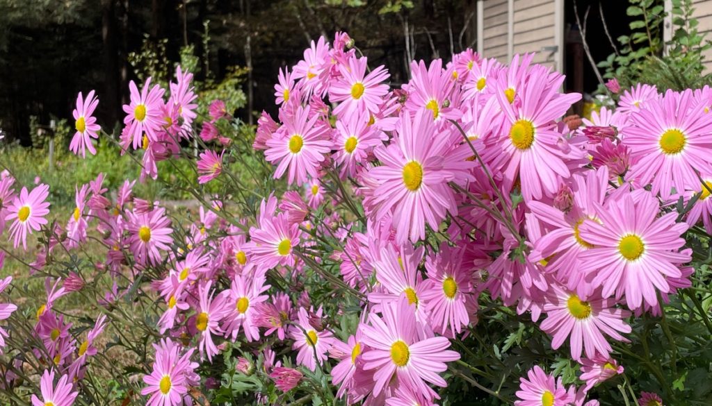 Pink chrysanthemums