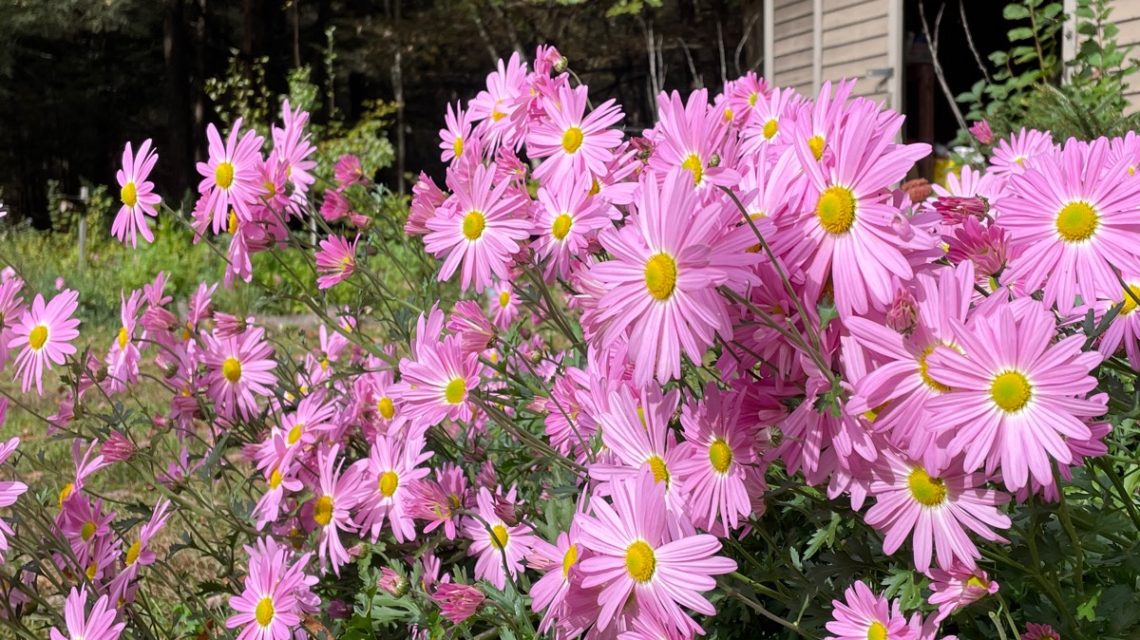 Pink chrysanthemums