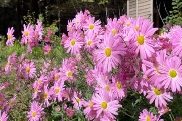 Pink chrysanthemums